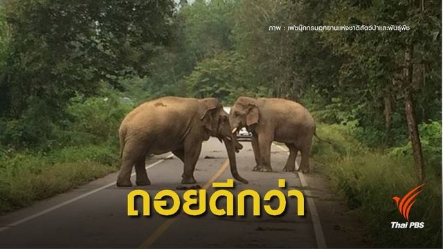 หาดูยากศึก "ช้างชนช้าง" กลางป่าแก่งกระจาน