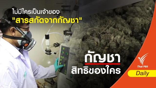 กรมทรัพย์สินฯ ชี้ ไม่มีใครเป็นเจ้าของ "สารสกัดจากกัญชา" 