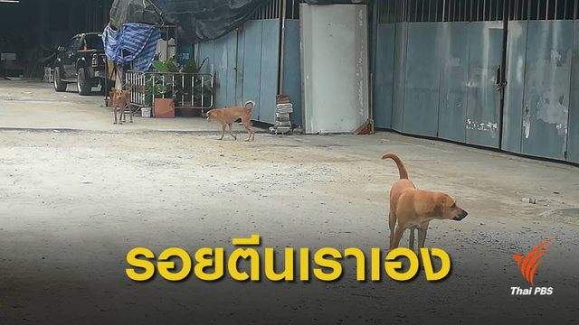 ยืนยันแล้ว "รอยตีน" ปริศนาคลองสามวา ไม่ใช่ของหมี แต่เป็นของหมา