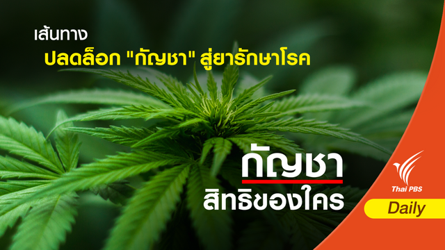 เส้นทางปลดล็อก "กัญชา" สู่ยารักษาโรค