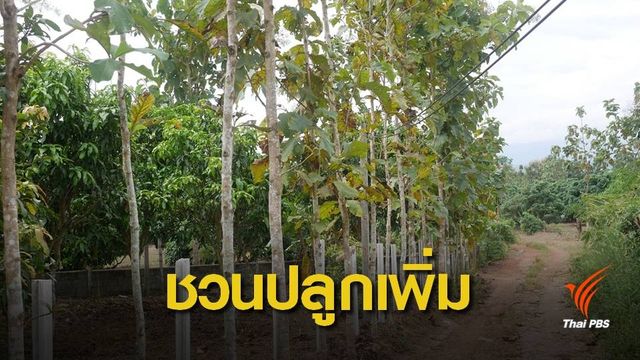 แห่ขึ้นทะเบียนปลูกต้นไม้กว่า 7 หมื่นต้น 