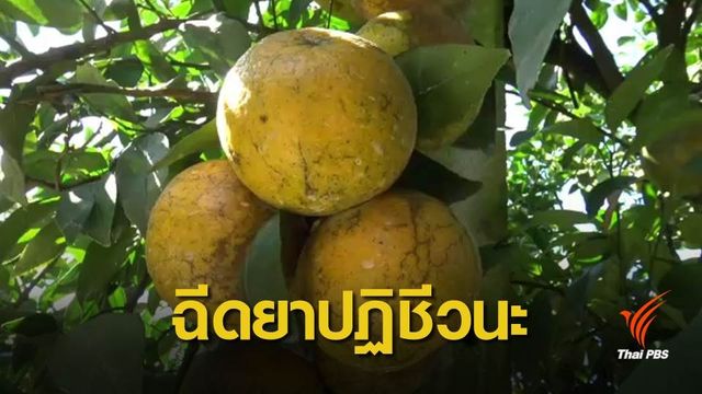 สวนส้มฉีด "ยาปฏิชีวนะ" หวั่นผู้บริโภคดื้อยา 