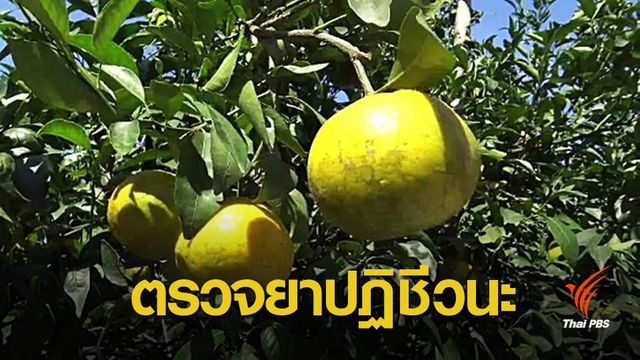 สสจ.เชียงใหม่เตรียมตรวจสวนส้มใช้ยาปฏิชีวนะ 