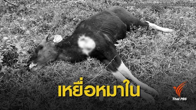 พบซากกระทิงที่แก่งกระจาน คาดถูกหมาในล่า