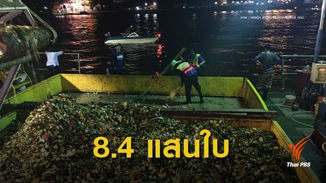 "ขยะกระทง" เกลื่อนเจ้าพระยา ยอดพุ่ง 8.4 แสนใบ