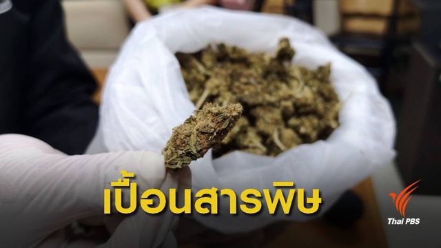 ผลิตยาไม่ได้ ! ผลตรวจกัญชาของกลางเจอ "ยาฆ่าแมลง-โลหะหนัก"  