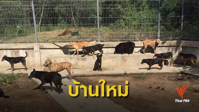 บ้านใหม่ "น้องหมาจรจัด" ฝึกพฤติกรรมให้เชื่อง 