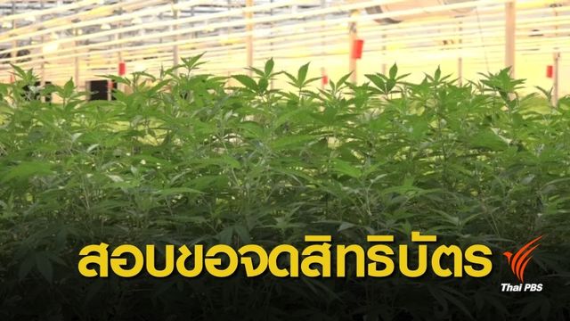 "พาณิชย์" ตั้ง กก.ตรวจสอบคำร้องขอจดสิทธิบัตรกัญชา