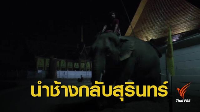 ยกเลิกช้างแห่กฐิน "ตกมัน" ทำร้ายควาญเสียชีวิต