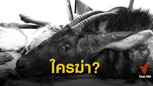 เร่งแกะรอยพรานล่า "เลียงผา"สัตว์หายากป่าแก่งกระจาน 