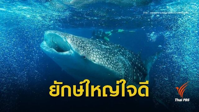 "ฉลามวาฬ" โผล่ว่ายน้ำโชว์หมู่เกาะพีพี 