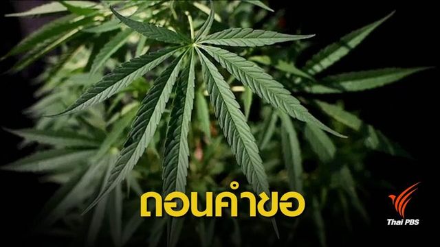 "พาณิชย์" สั่งเพิกถอนคำขอจดสิทธิบัตรสารสกัดกัญชา