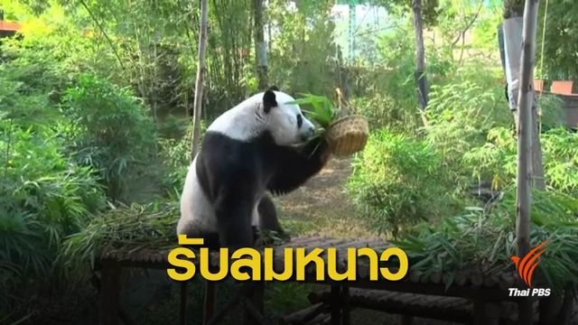 “ช่วง ช่วง” โชว์ตัวกลางแจ้ง สัมผัสอากาศหนาวในรอบปี 