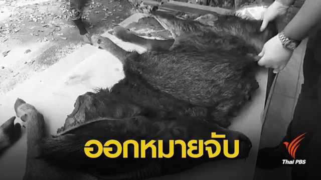 เร่งตามจับ 2 พรานล่าเลียงผาแก่งกระจาน