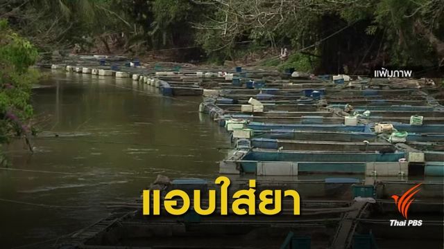 กพย.พบกระชังเลี้ยงปลา-กุ้ง ลักลอบโปรยยาปฏิชีวนะ
