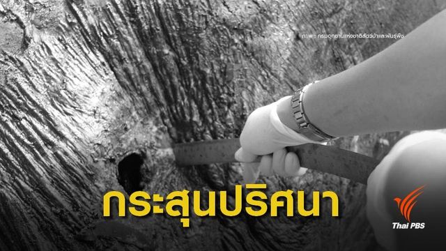 ผลชันสูตร "ช้างป่า" ถูกซุ่มยิงจากพื้นราบ กระสุนเข้าปากทะลุขาซ้าย 