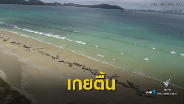 วาฬนำร่องเกยตื้นตาย 145 ตัว บนชายหาดในนิวซีแลนด์