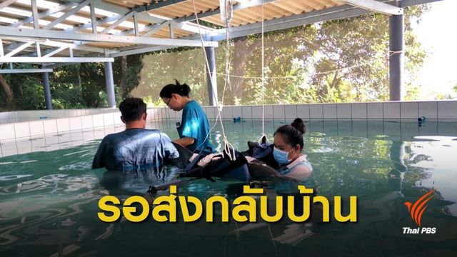 เร่งช่วย "โลมาลายแถบ" บาดเจ็บเกยตื้นหาดในยาง จ.ภูเก็ต