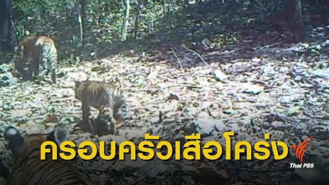 หาดูยาก! "เสือโคร่งแม่-ลูก" 4 ตัว ในอุทยานแห่งชาติแม่วงก์