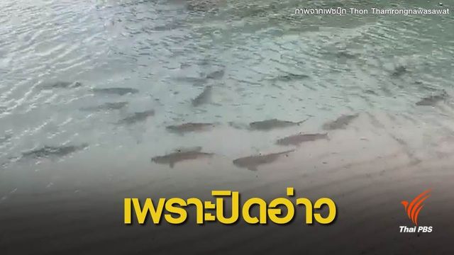 พบฝูง "ฉลามหูดำ" โผล่หน้าหาดอ่าวมาหยา คาดเข้ามาผสมพันธุ์