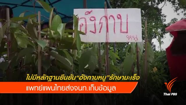 กรมการแพทย์ฯยังไม่มีหลักฐานยืนยัน "อังกาบหนู" รักษามะเร็ง