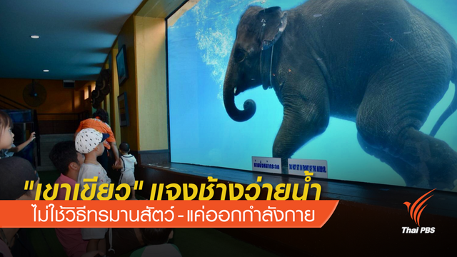 "เขาเขียว" แจงช้างว่ายน้ำ แค่ออกกำลังกาย