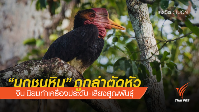 "นกชนหิน" ถูกล่าตัดหัว สังเวยค่านิยมเครื่องประดับ