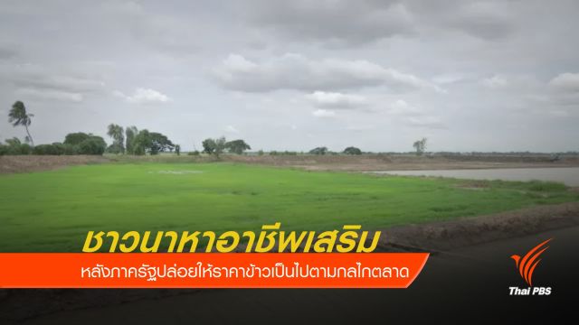 ชาวนาเร่งปรับตัว หลังไร้โครงการรับจำนำข้าว 