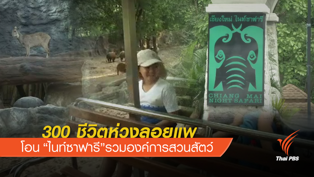 300 ชีวิตห่วงถูกลอยแพหลัง "ไนท์ซาฟารี" ควบรวมสวนสัตว์ 