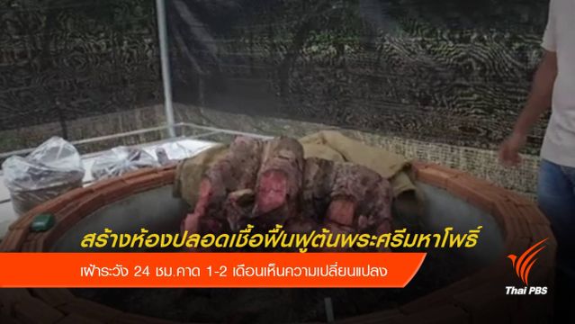 จนท.เข้าฟื้นฟูต้นพระศรีมหาโพธิ์ จ.ประจวบคีรีขันธ์