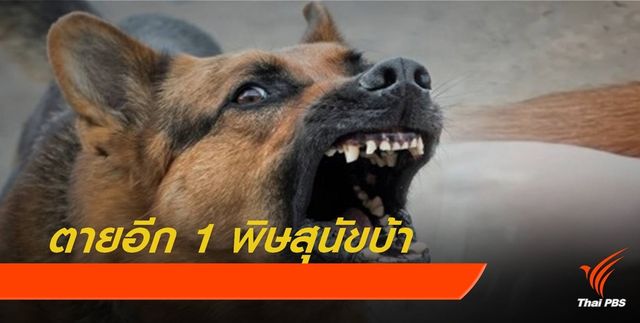 ฉุดไม่อยู่ตายเพิ่มอีก 1 พิษสุนัขบ้า