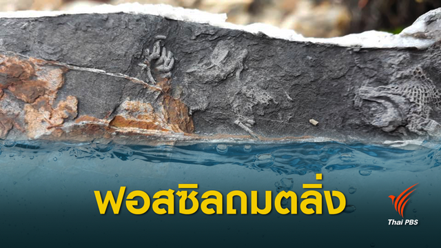 อึ้ง! ฟอสซิลหอย 400 ล้านปี ถมตลิ่งป้องกันกัดเซาะ 