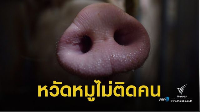 จีนฆ่าหมู 4 หมื่นตัว สกัดไข้หวัดหมูแอฟริกันระบาด