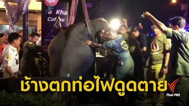 ช้างตกท่อไฟดูดตาย  จ.สมุทรปราการ เตรียมผ่าพิสูจน์