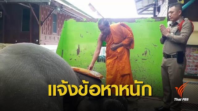ปศุสัตว์แจ้ง 4 ข้อหาควาญช้างเดินเร่ตกท่อไฟช็อตล้ม