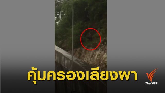 ข่าวดี! พบ "เลียงผา" สัตว์หายากที่ปากอุโมงค์ทับลาน-เขาใหญ่