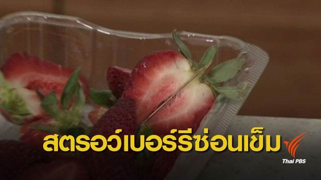 ตื่นตระหนก! พบเข็มเย็บผ้าในสตรอว์เบอร์รีที่ออสเตรเลีย 