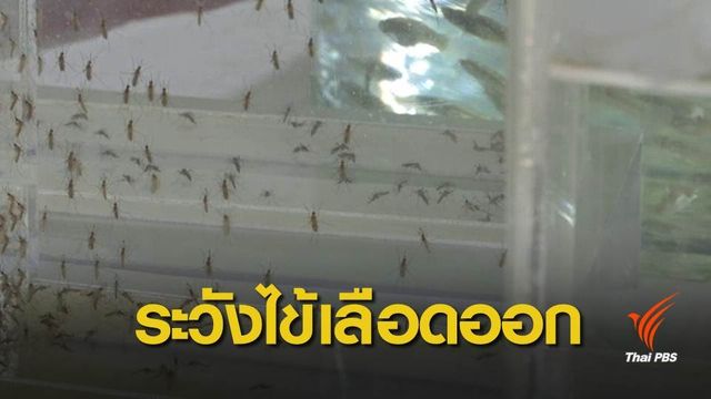 เร่งคุมไข้เลือดออกระบาดกรุงเทพฯ คร่าชีวิตแล้ว 5 คน