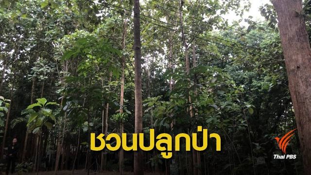 "ประยุทธ์" ชวนปลูกไม้ขายครัวเรือนละ 400 ต้น