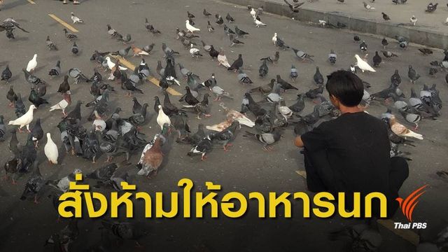นายกฯ สั่งงดให้อาหารนกที่สาธารณะ หวั่นเชื้อโรค