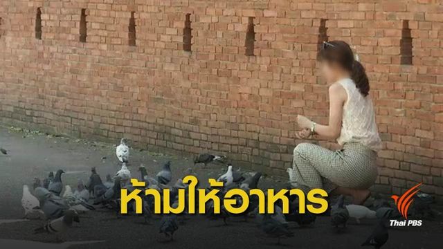 เชียงใหม่ห้ามนักท่องเที่ยวให้อาหารนกพิราบ