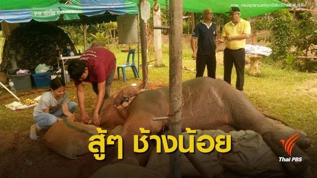 เร่งรักษา "พลายงวงด้วน" บาดเจ็บกระดูกสันหลัง