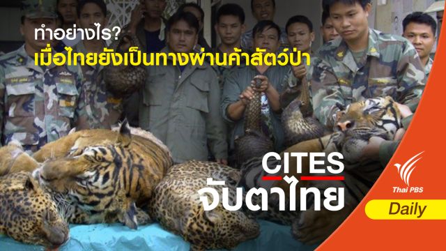 ทำอย่างไร? เมื่อไทยยังเป็นทางผ่านค้าสัตว์ป่า