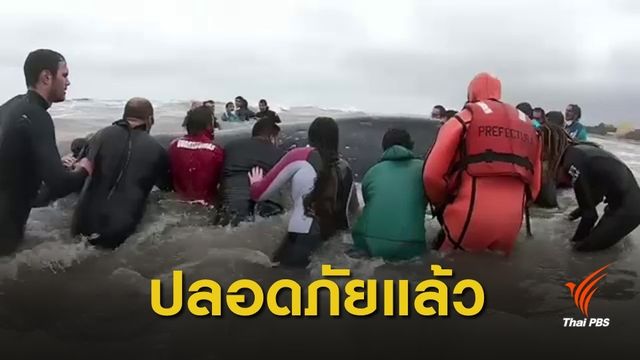 รวมพลังช่วย "วาฬหลังค่อม" เกยตื้นในอาร์เจนตินา