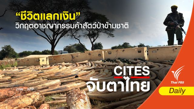 “ชีวิตแลกเงิน” วิกฤตอาชญากรรมค้าสัตว์ป่าข้ามชาติ