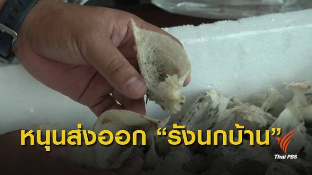 ก.เกษตรฯ เตรียมออกกฏกระทรวงผลิตรังนกบ้าน หนุนส่งออก