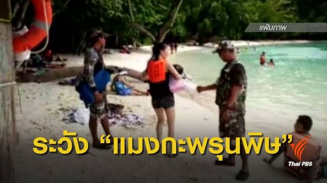 เตือน "แมงกะพรุนพิษ" ช่วงหน้ามรสุม