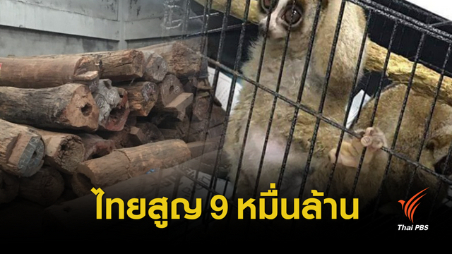 9.2 หมื่นล้าน ไทยสูญคดี "ตัดไม้-ล่าสัตว์ป่า"