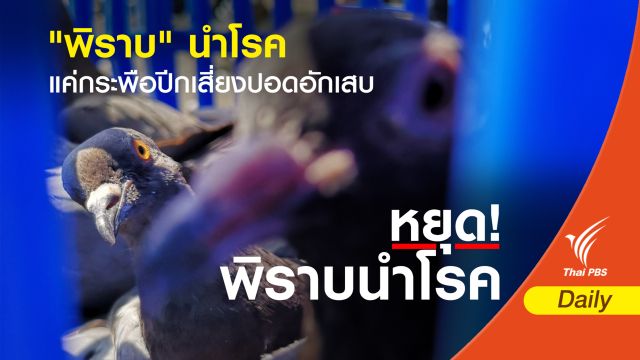 "พิราบ" นำโรค แค่กระพือปีกเสี่ยงปอดอักเสบ
