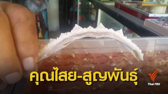 ความเชื่อ "แหวนโรนิน" ป้องกันคุณไสย ถูกล่าเสี่ยงสูญพันธ์ุ  